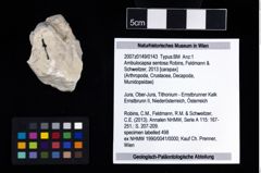 NHMW-GEO-2007z0149-0143_Ol_02.tifAmbulocapsa sentosa (Robins, Feldmann & Schweitzer, 2013)  (NHMW-GEO-2007z0149-0143)